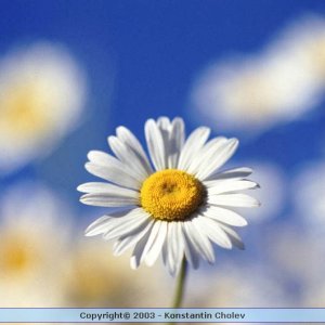 Nature Pic  946