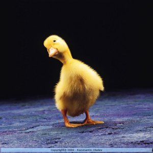 Nature Pic  485