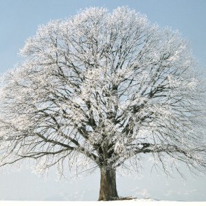 Nature Pic  596