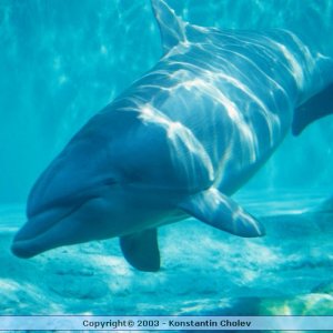 Nature Pic  331