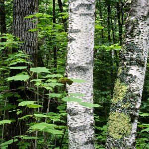 Nature Pic  421
