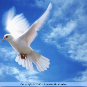 Nature Pic  482