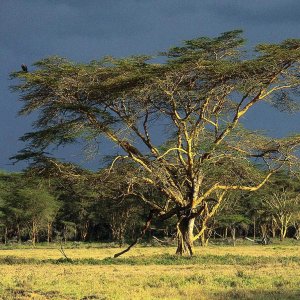 Nature Pic  1073