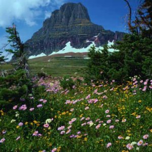 Nature Pic  337