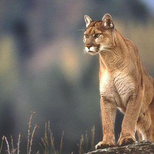 Nature Pic  730