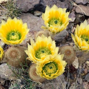 Nature Pic  1038