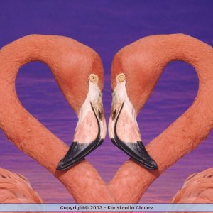Nature Pic  489