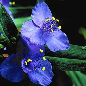 Nature Pic  1725