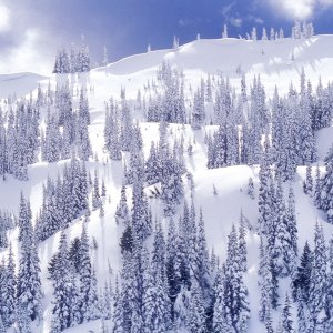 Nature Pic  250