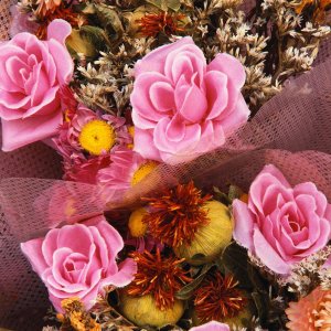 Nature Pic  562