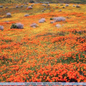 Nature Pic  1582