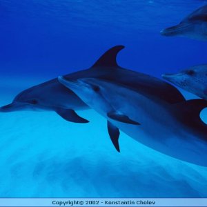Nature Pic  780