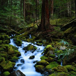 Nature Pic  1099