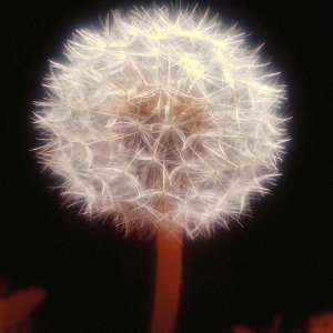 Nature Pic  1159