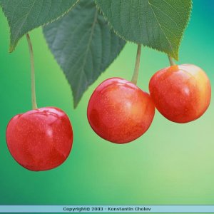 Nature Pic  467