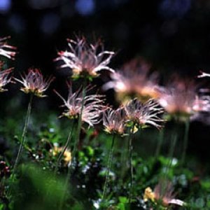 Nature Pic  611