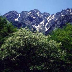 Nature Pic  1234