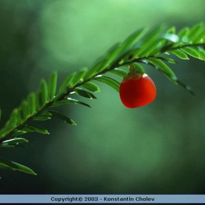 Nature Pic  1851