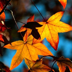 Nature Pic  664