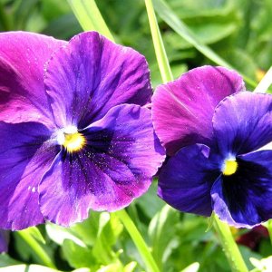 Nature Pic  2333