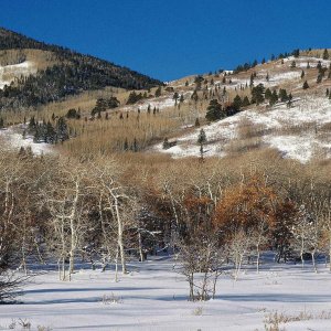 Nature Pic  1108