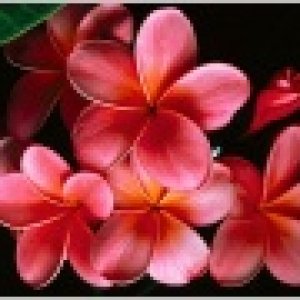 Nature Pic  2222