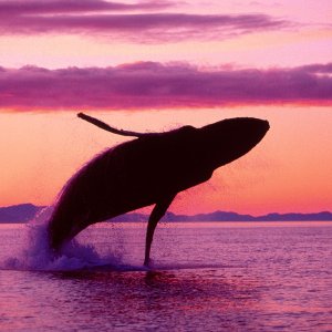 Nature Pic  699