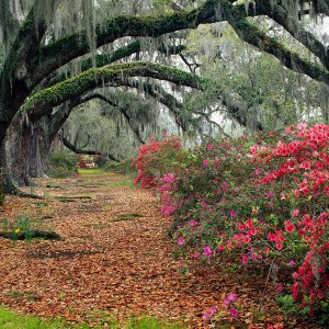 Nature Pic  474