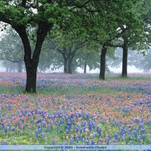 Nature Pic  1583