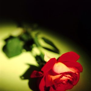 Nature Pic  1914