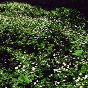 Nature Pic  1873