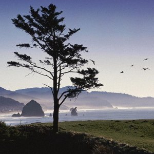 Nature Pic  1959