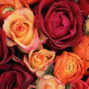 Nature Pic  898