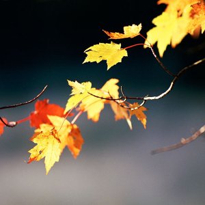 Nature Pic  1738