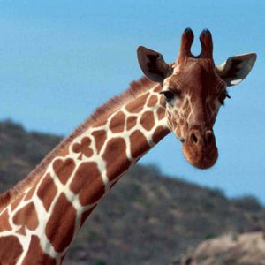 Nature Pic  1121