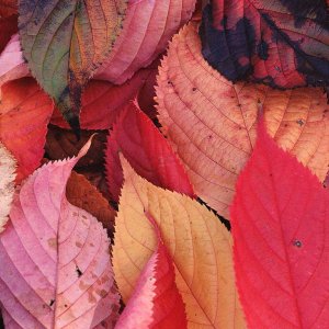 Nature Pic  1107