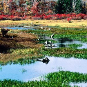 Nature Pic  961