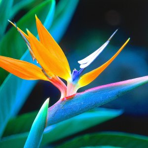 Nature Pic  535