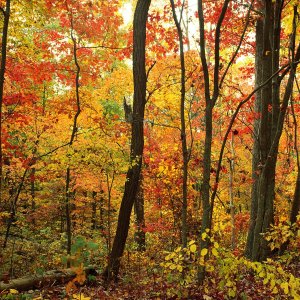 Nature Pic  700