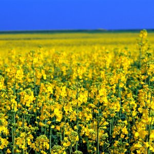 Nature Pic  2104