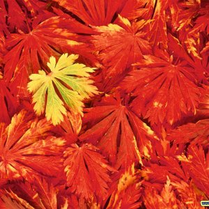 Nature Pic  1330