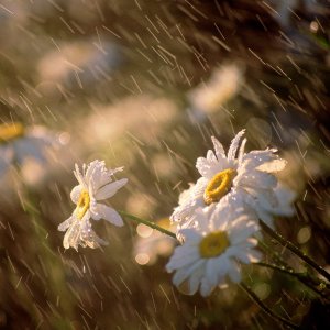 Nature Pic  2341