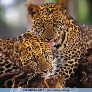 Nature Pic  984