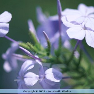 Nature Pic  994
