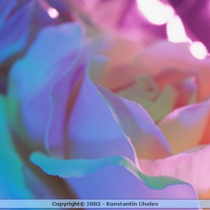 Nature Pic  992