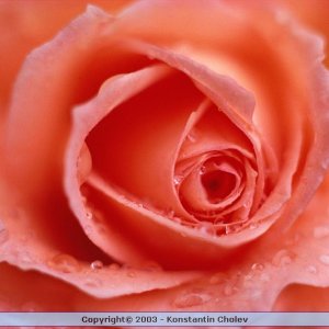 Nature Pic  998
