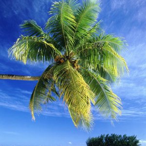 Nature Pic  983