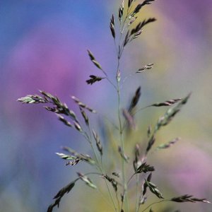 Nature Pic  999