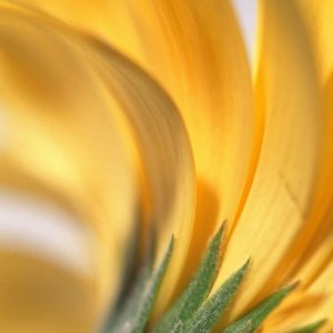 Nature Pic  991