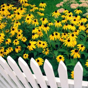 Nature Pic  988